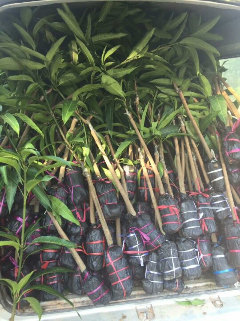 红贵妃芒果苗