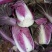 紫白菜2~3斤净菜