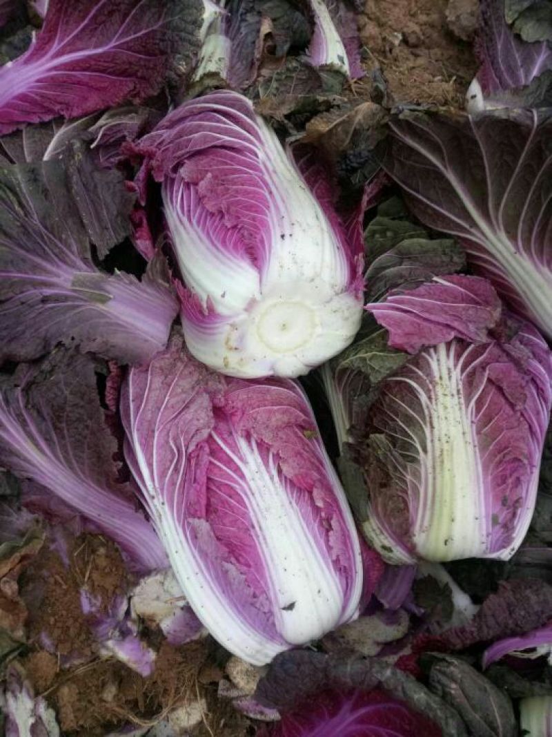 紫白菜2~3斤净菜