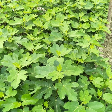 波姬红无花果苗，大量有货，地苗杯苖都有