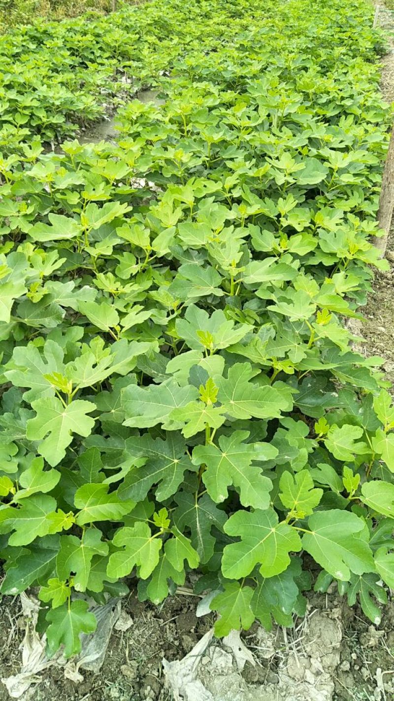 波姬红无花果苗，大量有货，地苗杯苖都有