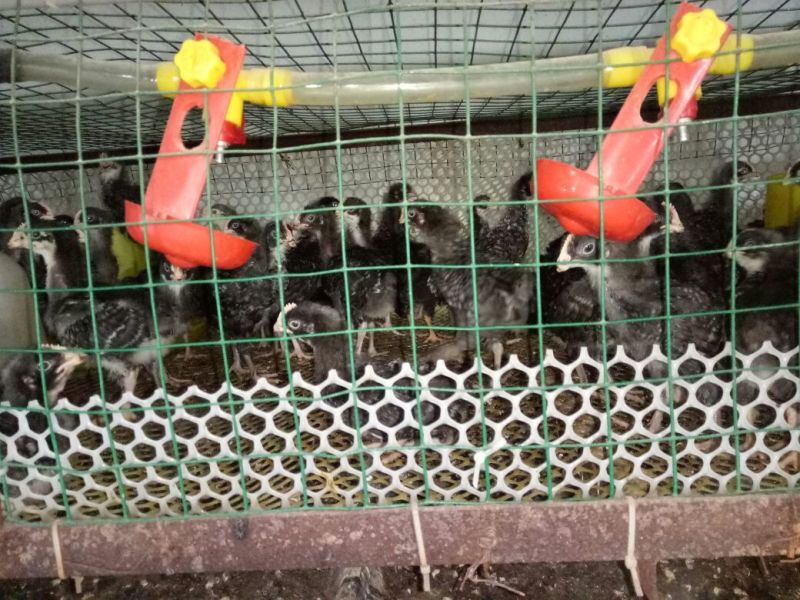 正宗散养纹上芦花鸡。