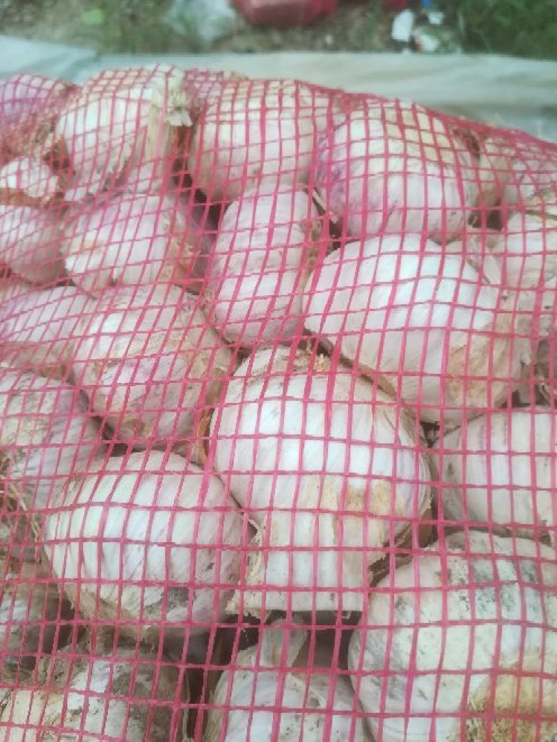 金乡大蒜，冷库出租，专业代收，欢迎新老朋友前来采购