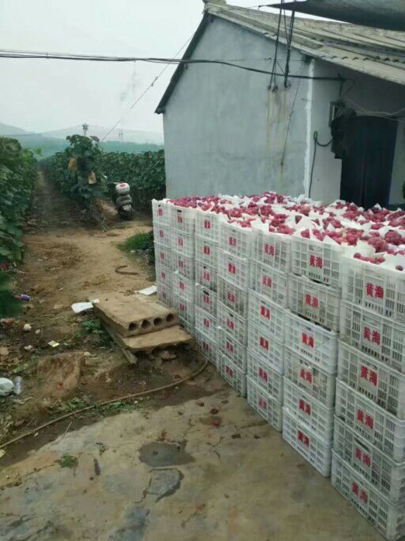 葡萄，鲁山葡萄河南平顶山葡萄红水晶葡萄