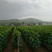 葡萄，鲁山葡萄河南平顶山葡萄红水晶葡萄