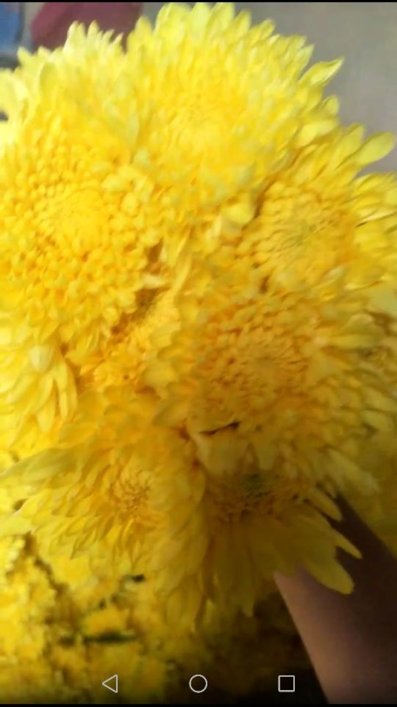 黄菊50~80cm