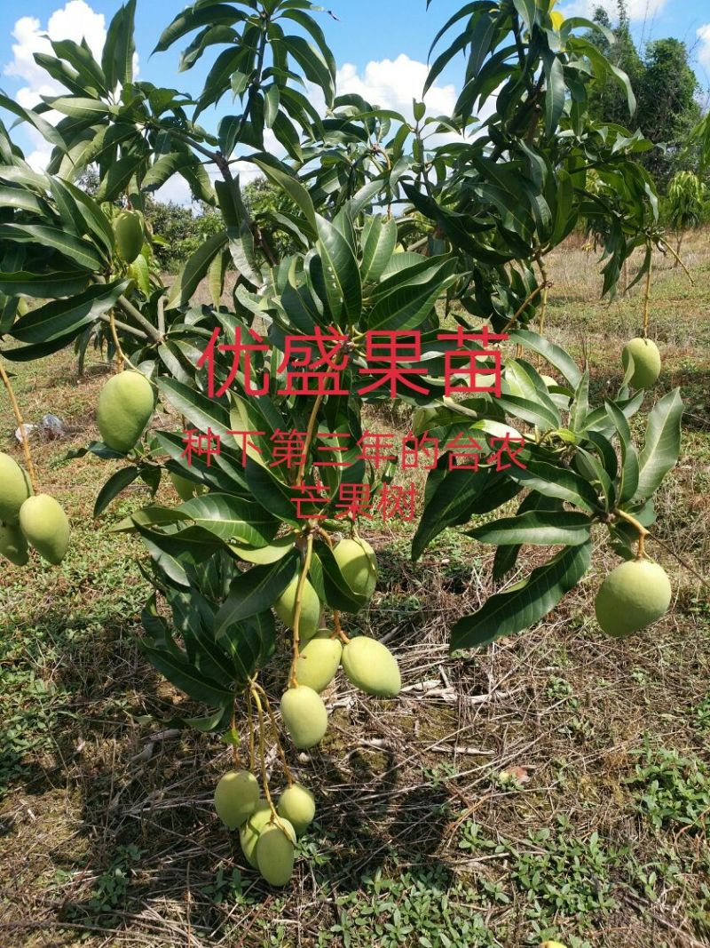 桂七芒可视频看货支持线上交易产地直销
