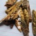 瓜蒌全瓜蒌1公斤起批无硫无添加不包邮正品