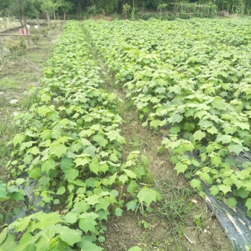 木芙蓉1-15公分