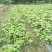 木芙蓉1-15公分