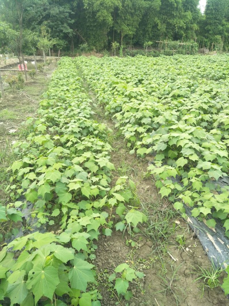 木芙蓉1-15公分