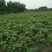 木芙蓉1-15公分
