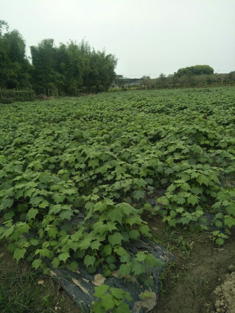 木芙蓉1-15公分