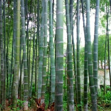 甲级毛竹
