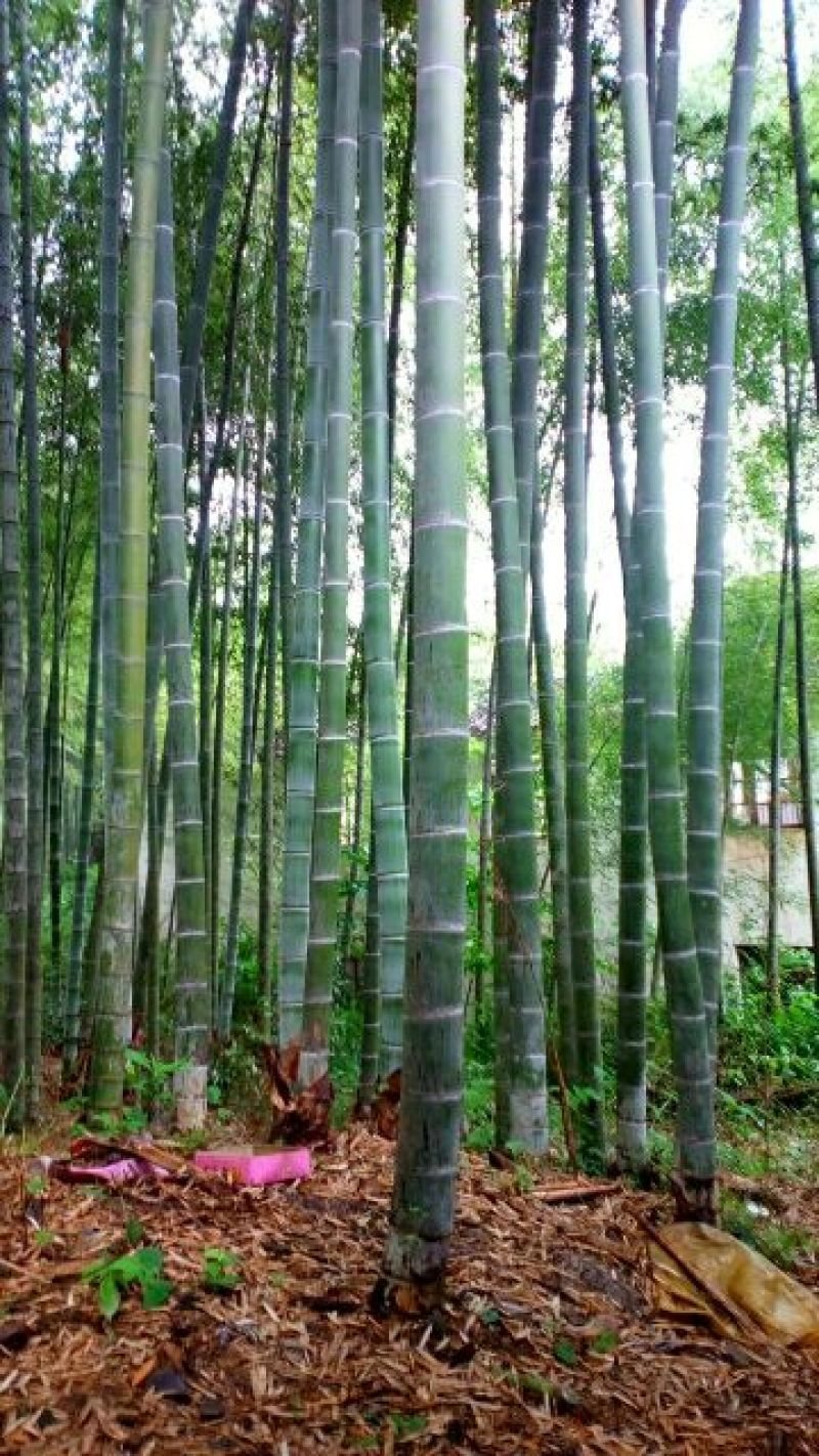 甲级毛竹