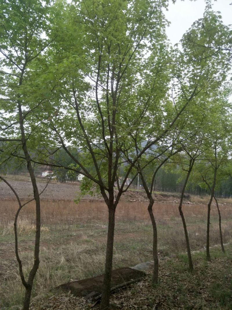 元宝枫