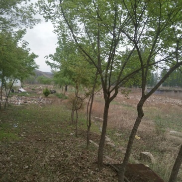 元宝枫