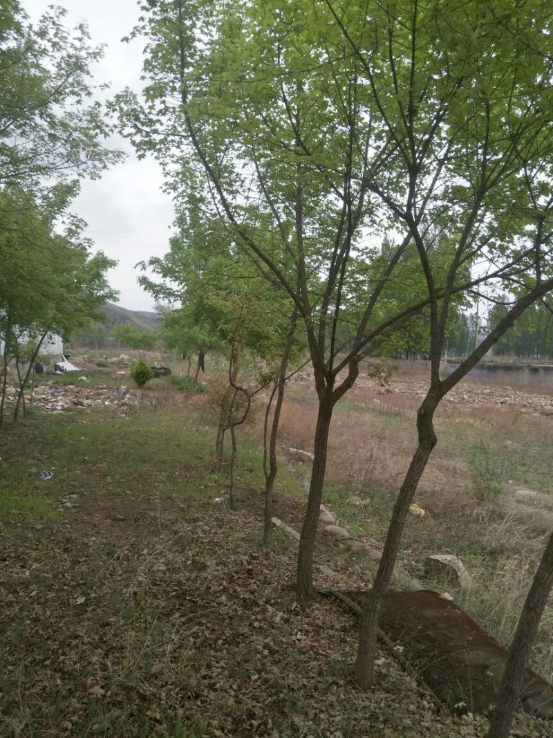 元宝枫