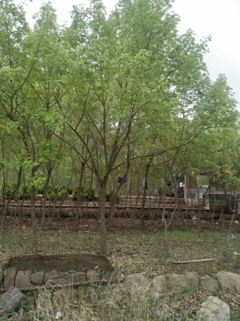 元宝枫
