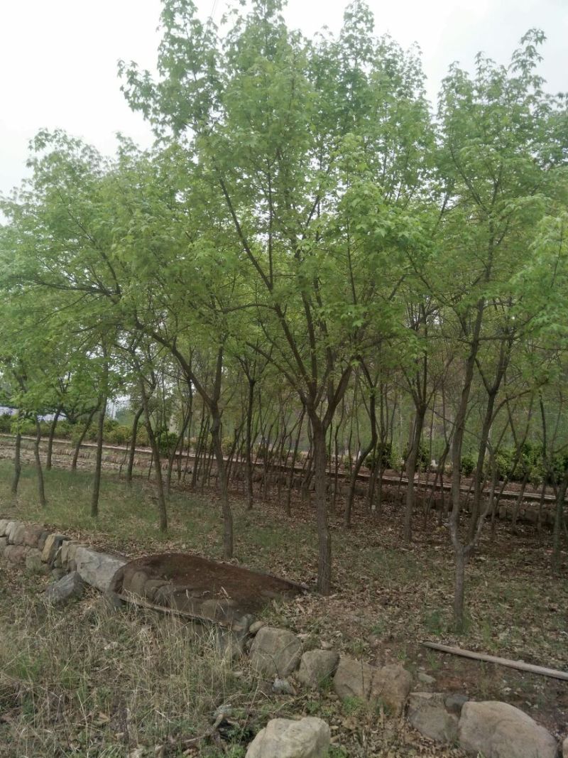元宝枫