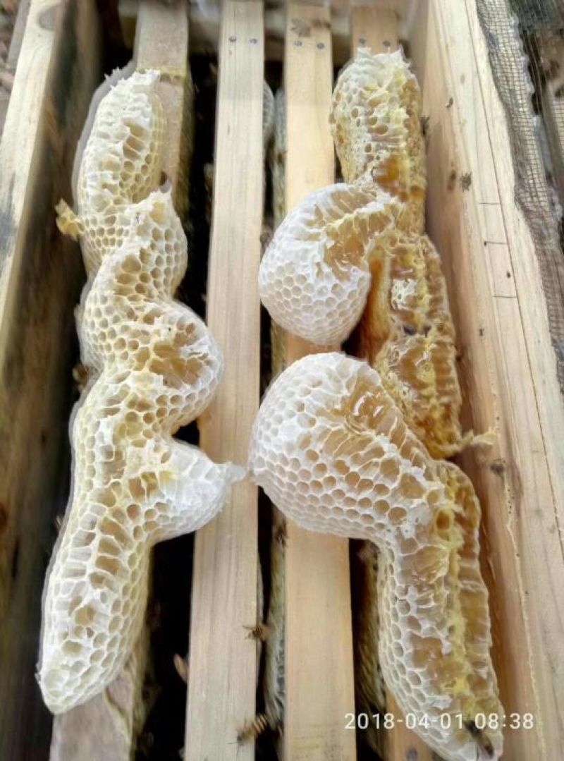 中锋蜂蜜