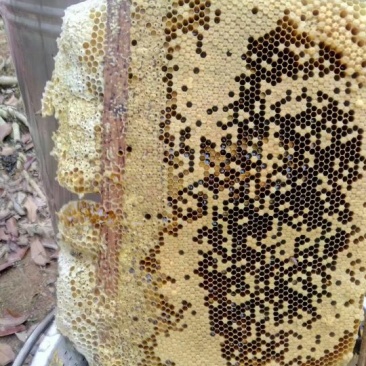 中锋蜂蜜