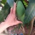 芒果树