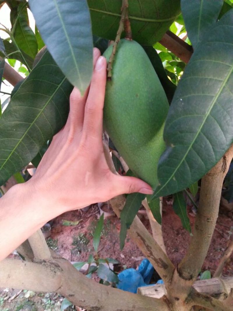 芒果树