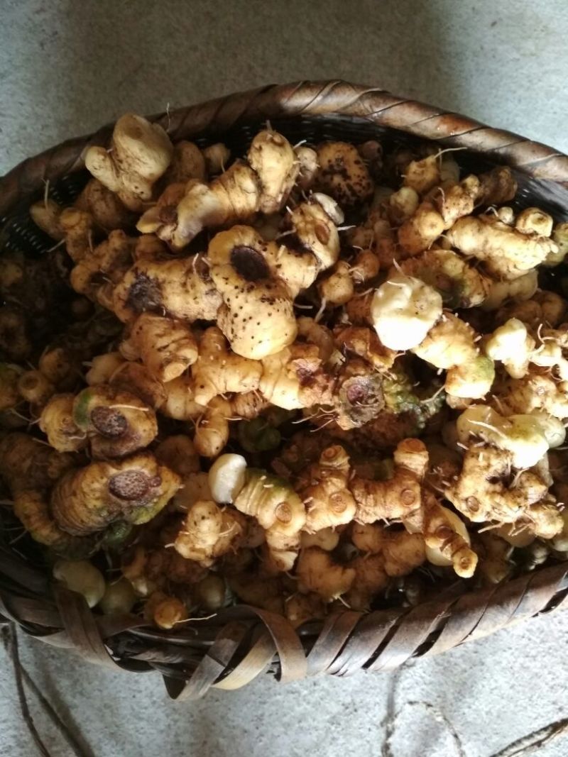 黄精