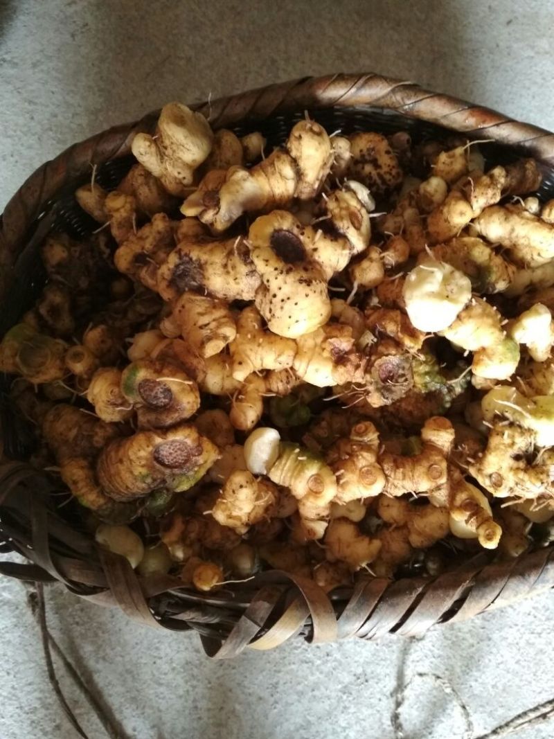 黄精
