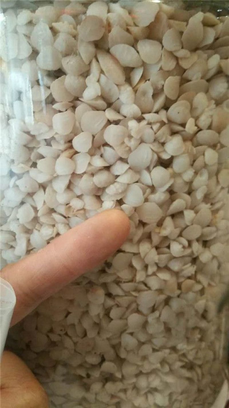鱼脑石