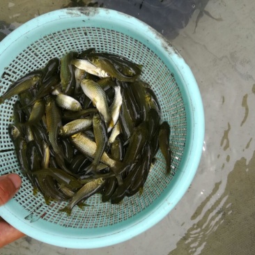 草鱼苗夏花一斤三四百的