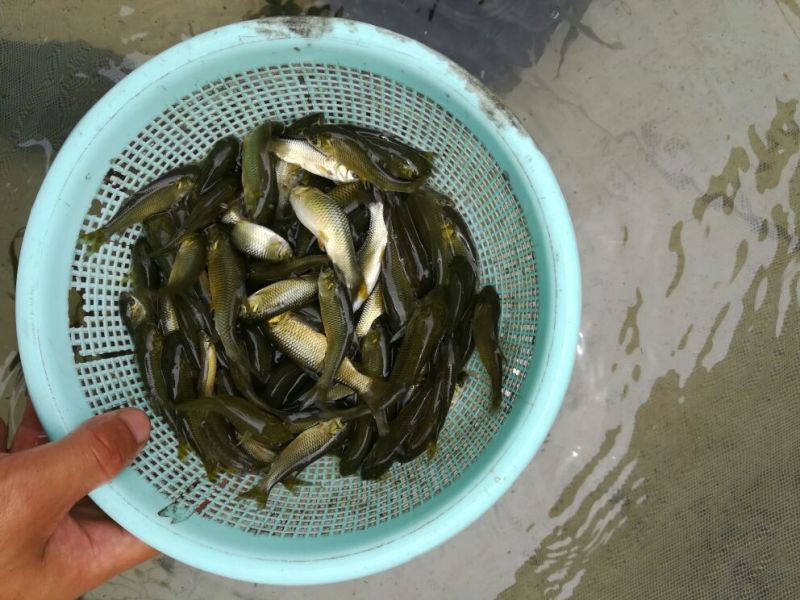 草鱼苗夏花一斤三四百的