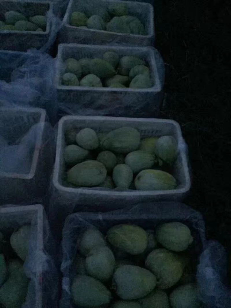 绿宝甜瓜