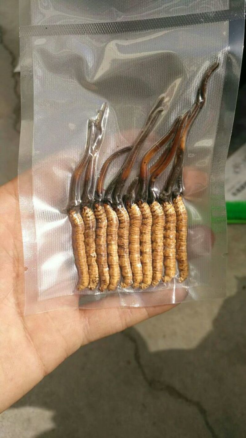 冬虫夏草