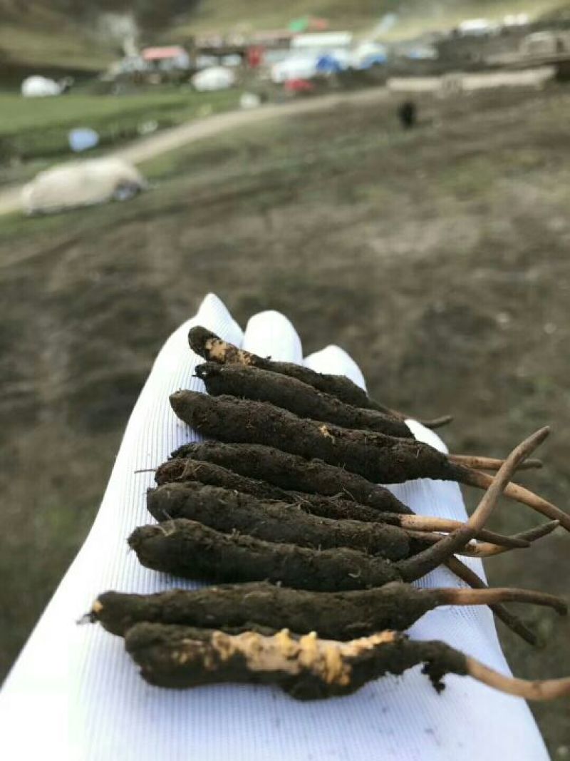 冬虫夏草
