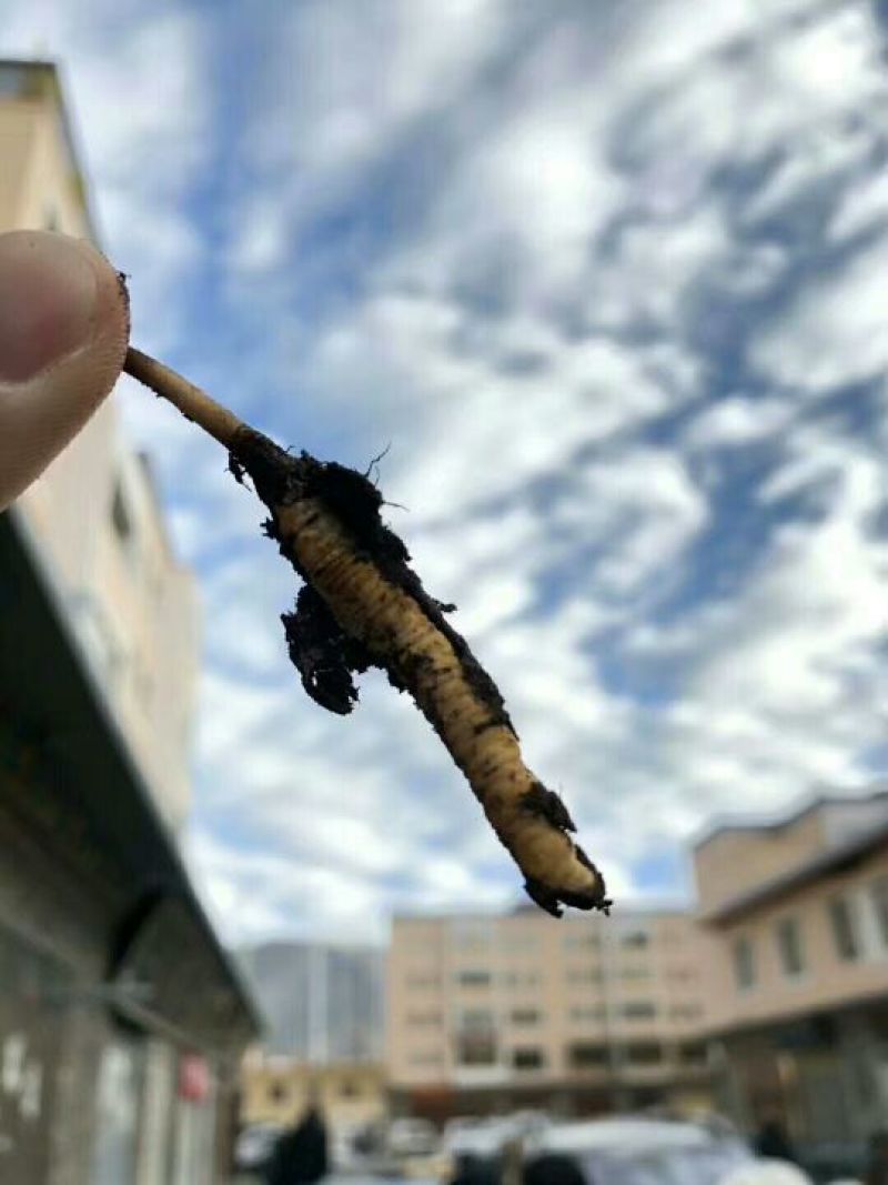 冬虫夏草