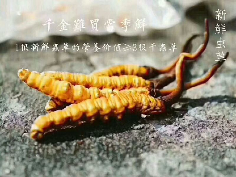 冬虫夏草