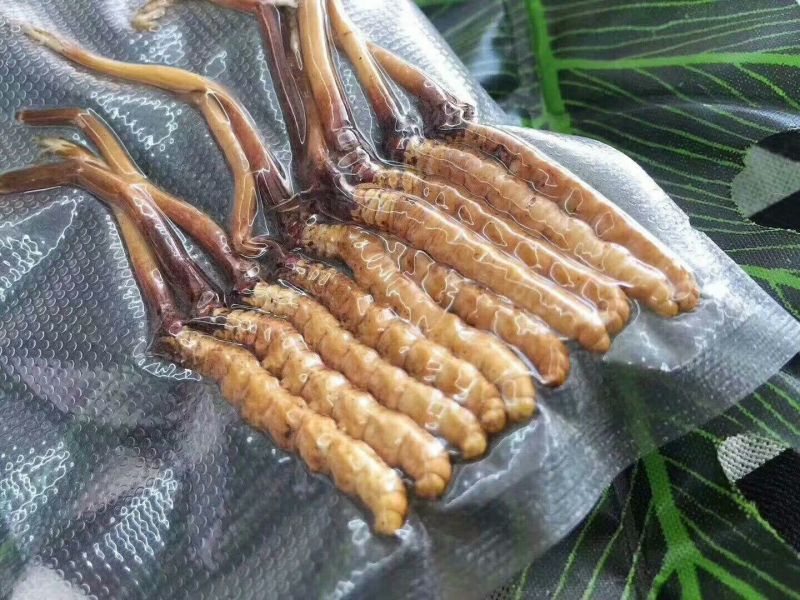 冬虫夏草