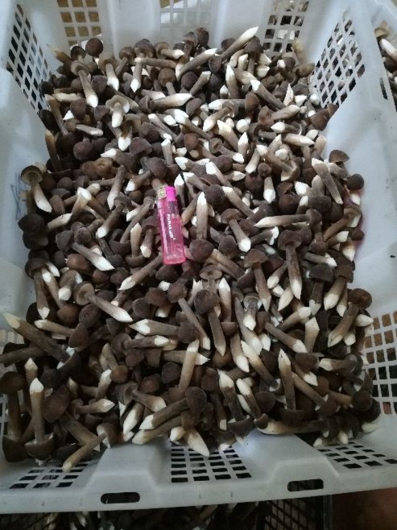 人工种植黑皮鸡枞菌三级