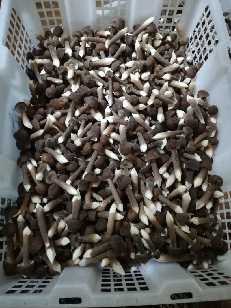 人工种植黑皮鸡枞菌三级