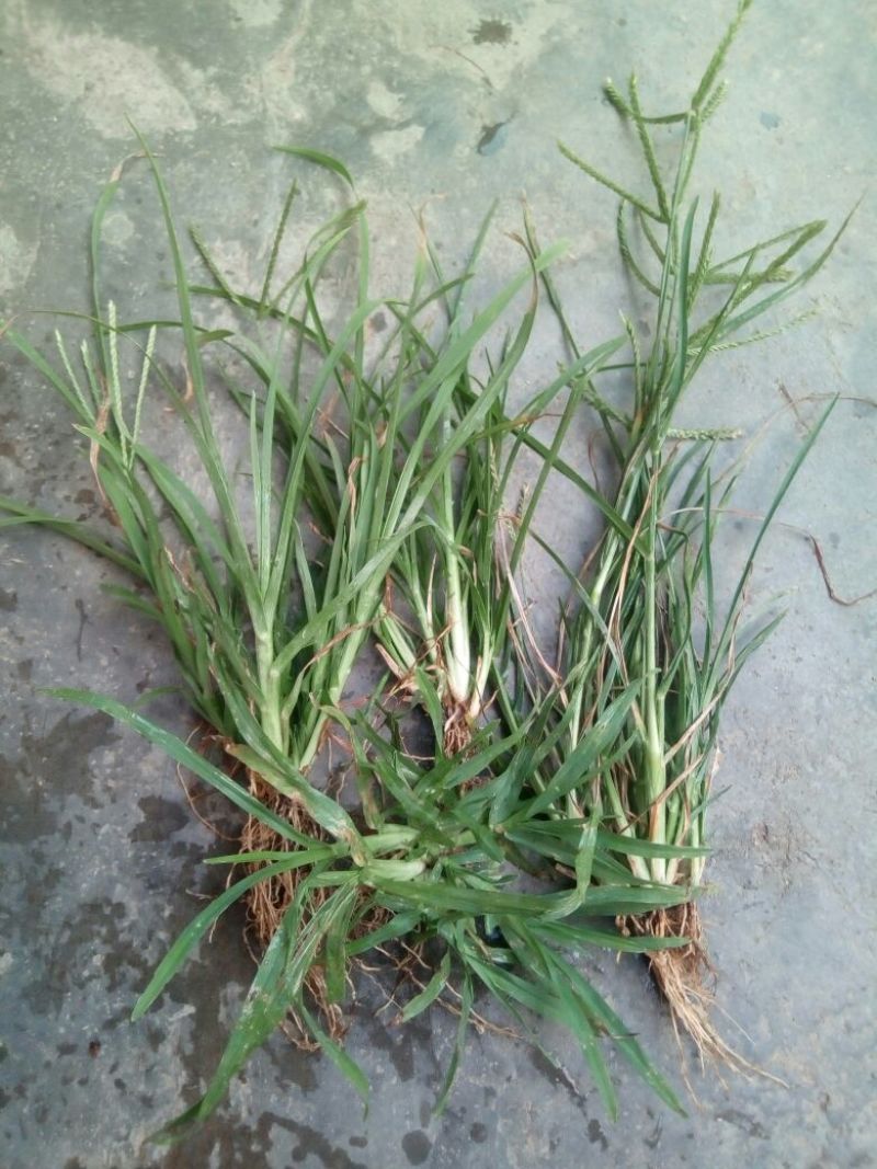 牛筋草