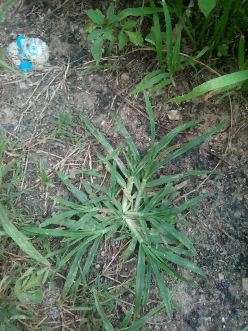 牛筋草