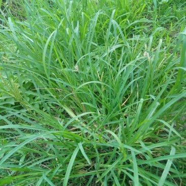 牛筋草
