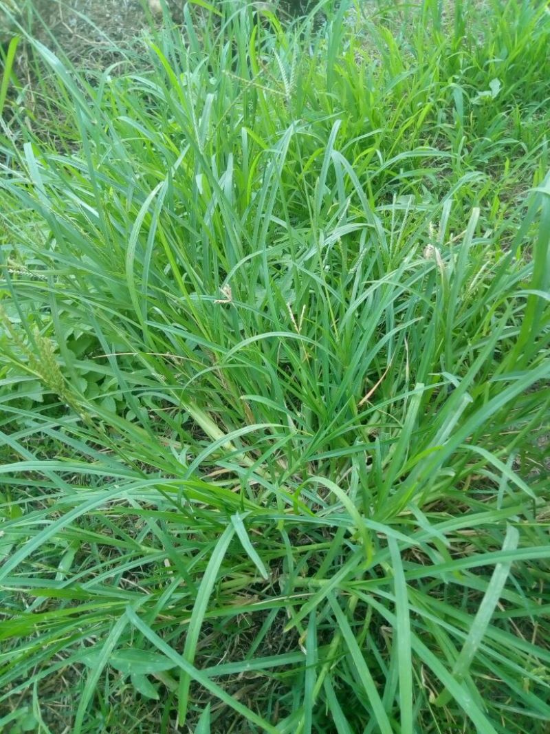牛筋草