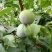 凤凰李