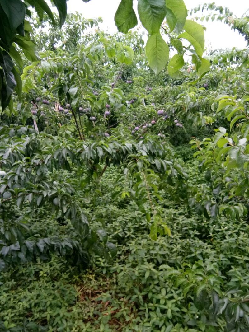 凤凰李