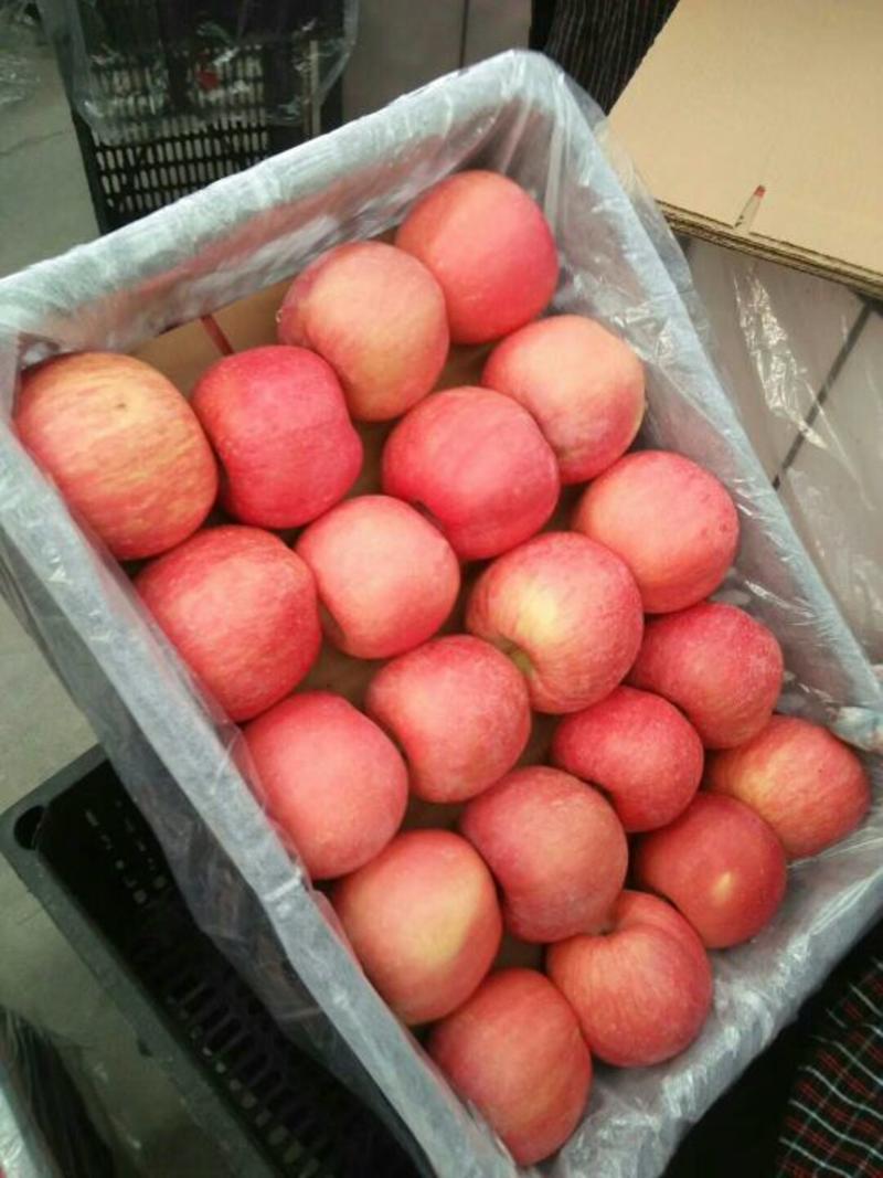 优质苹果山东红富士苹果产地货源充足产地低价清仓批发