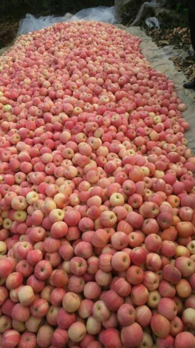 优质苹果山东红富士苹果产地货源充足产地低价清仓批发