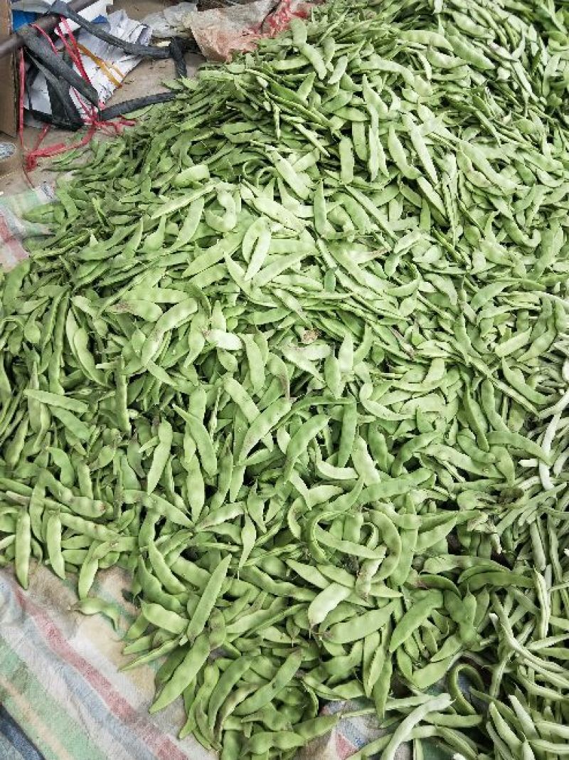黑茄子！油豆！白豆！尖椒！白圆茄！麻辣椒
